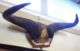 Mounted Wildebeest or Buffalo Horns on shield back, 21” wide