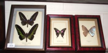 A collection of framed 20th Century Butterflies: Rajah Brooke’s Bird Wing (Malaysia); Graphium