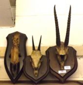 Two Antelope Skulls on Oak Shield Back and a further Deer’s Foot on Shield Back