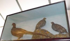 Cased Pheasant and Pair of English Partridges, in naturalistic setting, 36” x 18” x 10”