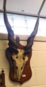 An early 20th Century Eland Horns, mounted on an oak shield back, approx 37” high