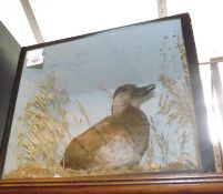 Cased Scoter in naturalistic setting, 14” x 12” x 8”