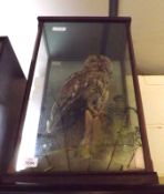 A Vintage Tawny Owl in naturalistic rectangular glazed case, bears label D J Kenningale Warwickshire