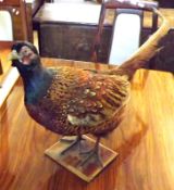 A Cock Pheasant on Wooden Base, 13” high