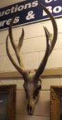 A Red Deer Stag Skull with Antlers, 33” high