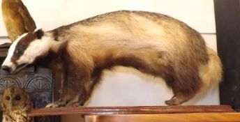 A 20th Century Taxidermy Badger on rectangular wooden base, 27” long