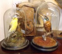 Two 19th Century Taxidermy Birds: Kingfisher and Canary, both in glass dome display cases, mounted