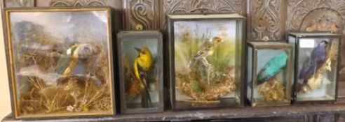 A Group of five small Cased Taxidermy Birds, comprising Kingfisher, Goldfinch and three Exotics,