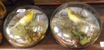 Two Wall Mounted Taxidermy Canaries in naturalistic surroundings, in glass domed cases, 9” diameter