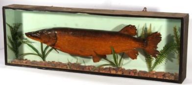 A 20th Century Cased Taxidermy Pike in naturalistic setting, (fins are damaged on pike and it is