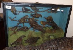 A Cased Taxidermy Group of British Birds, to include Chaffinch, Wagtails, Starlings etc (some