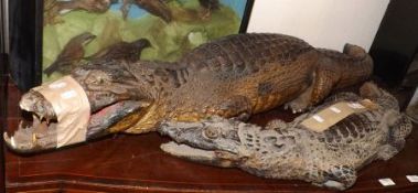 Two Taxidermy Young Crocodiles or Alligators, both with damaged tails, largest 50” long