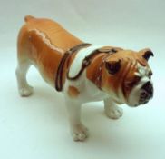 A Russian Model of a ginger and white bulldog, 10” long