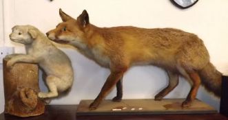 A 20th Century Taxidermy Red Fox on rectangular wooden base; together with a further unknown