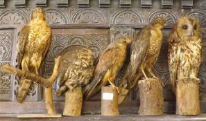 A Mixed Group of Taxidermy Birds, comprising two Sparrowhawks, Kestrel and two Owls, mounted on