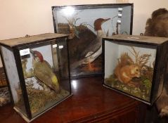 A Mixed Group of Taxidermy comprising: 19th Century Cased Group of Hooded Merganser and