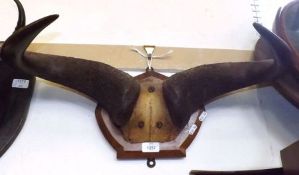 Mounted Wildebeest or Buffalo Horns on shield back