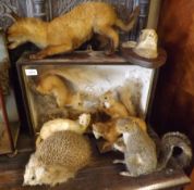 A Mixed Group of various Taxidermy Items, comprising Monkey, Guillemot, Jay, Duckling and two