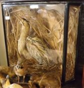 An early 20th Century Stuffed Bittern in a glaze fronted canted rectangular case with naturalistic