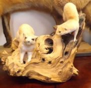 A 20th Century Taxidermy Group of two Weasels, mounted on a log base