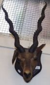 An Indian Black Buck Head mounted on shield back (ears are broken)