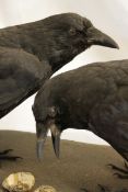 PAIR OF CARRION CROWS mounted on a naturalistic base