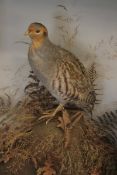 CASED ENGLISH PARTRIDGE in naturalistic setting 16 x 20 x 7ins