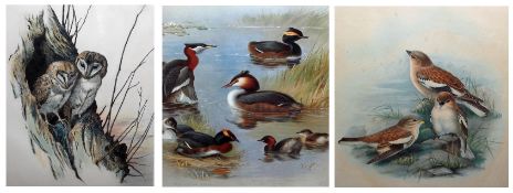 AFTER ARCHIBALD THORBURN GREBE coloured print 12 x 9 ½ins together with two further prints of bird