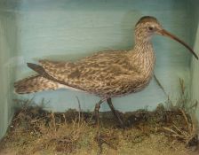 GLAZE FRONTED CASED WHIMBREL