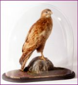 GLASS DOMED BUZZARD mounted on naturalistic base circa 1927 23ins high