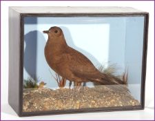 CASED SKUA in naturalistic setting by T E Gunn, 86 St Giles Street, Norwich, see label to reverse 17