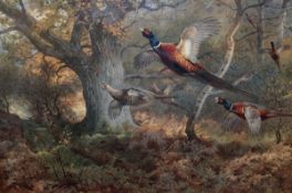 ARCHIBALD THORBURN (1860-1935, BRITISH) PHEASANT IN WOODLAND coloured artist’s proof with