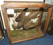 CASED MALE NIGHTJAR IN FLIGHT in naturalistic setting 13 x 12 x 7ins