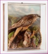 GLAZE CASED RED KITE mounted in naturalistic setting by T Salkeld, Over Kellet-Carnforth, see