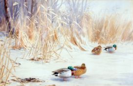 * VINCENT BALFOUR BROWNE (1880-1963, BRITISH) MALLARD watercolour, initialled and dated 1910,