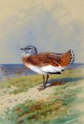 ARCHIBALD THORBURN (1860-1935, BRITISH) GREAT BUSTARD watercolour, signed and dated 1906 lower