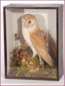 CASED BARN OWL in naturalistic setting by T E Gunn, 86 St Giles Street, Norwich, see label to