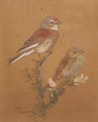 * ROLAND GREEN (1890-1972, BRITISH) LINNETS watercolour, signed lower left 7 ½ x 5 ½ ins