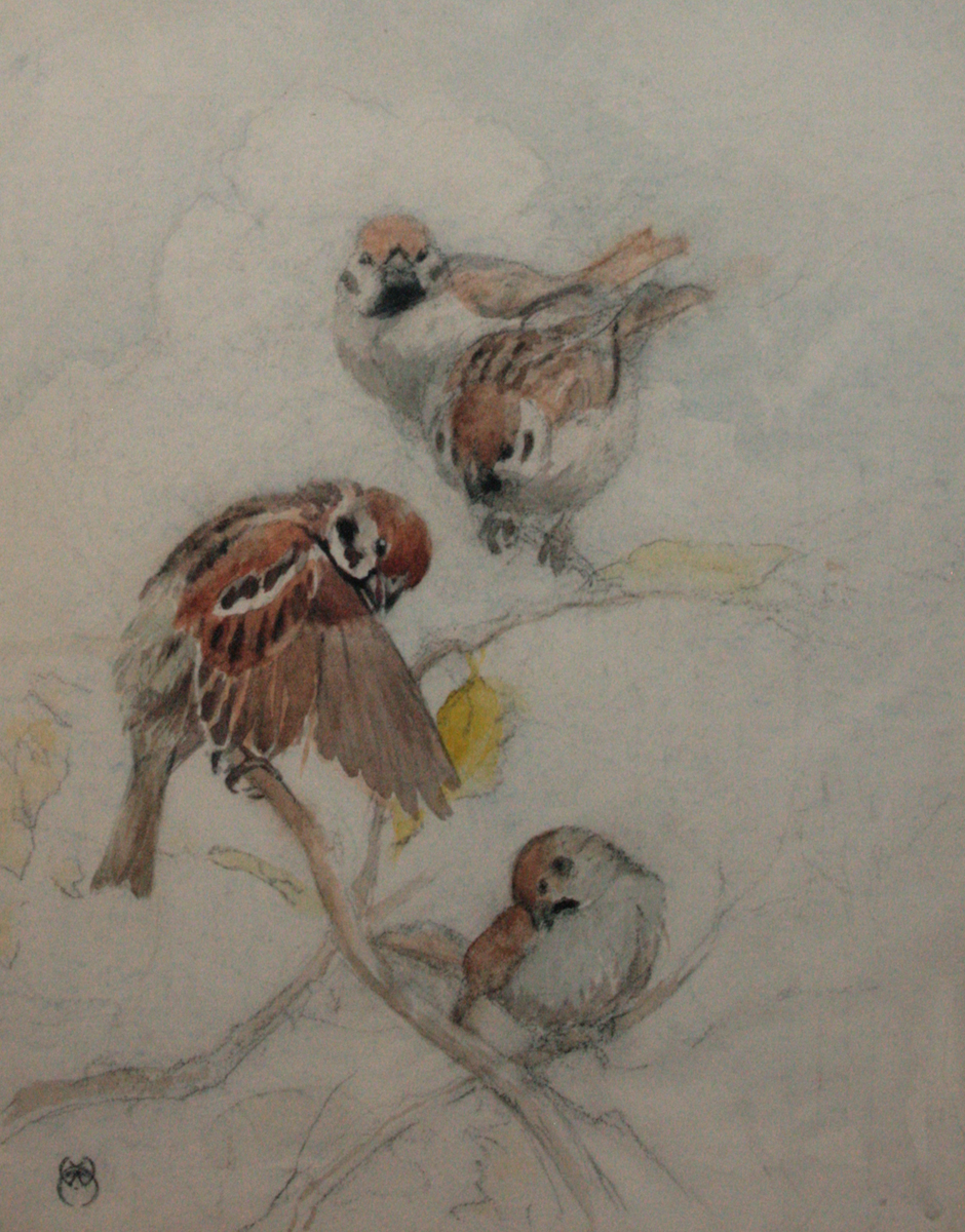 WINIFRED MARY AUSTEN (1876-1964, BRITISH) TREE SPARROWS watercolour, monogrammed lower left 9 ½ x