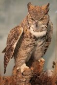 CASED GREAT HORNED OWL in naturalistic setting 18 x 28 ½ x 16ins Note: This Bird is in the Cites
