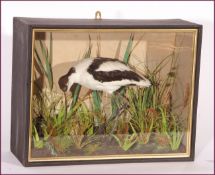 CASED AVOCET in naturalistic setting by Walter Lowne, 40 Fullers Hill, Great Yarmouth, see label