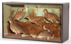 CASED PAIR OF ENGLISH PARTRIDGES, PAIR OF FRENCH PARTRIDGES WITH YOUNG AND A CORNCRAKE in