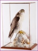 CASED GYRFALCON in naturalistic winter setting 15 x 24 x 11ins Note: Article 10 Certificate included