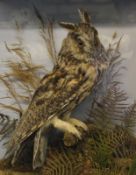 CASED LONG-EARED OWL in naturalistic setting by J Cooper, 28 Radner Street, St Luke’s, London, see