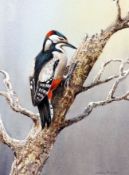 COLIN W BURNS (BORN 1944, BRITISH) GREAT SPOTTED WOODPECKER watercolour, signed lower right 8 x