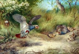 ARCHIBALD THORBURN (1860-1935, BRITISH) PARTRDIGE AND YOUNG coloured artist’s proof with publisher’s