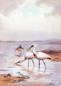 * JOHN CYRIL HARRISON (1898-1985, BRITISH) SPOONBILLS AND OTHER WADERS watercolour, signed lower