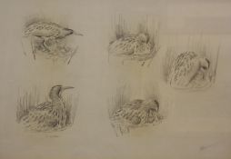 * JOHN CYRIL HARRISON (1898-1985, BRITISH) VIGNETTE STUDIES OF A BITTERN pencil drawing, signed