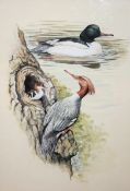 HILARY BURN (BORN 1946, BRITISH) GOOSANDER AND HOOPER SWANS pair of watercolours, signed lower right