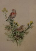 * ROLAND GREEN (1890-1972, BRITISH) LINNETS watercolour, signed lower left 12 ½ x 8 ½ins
